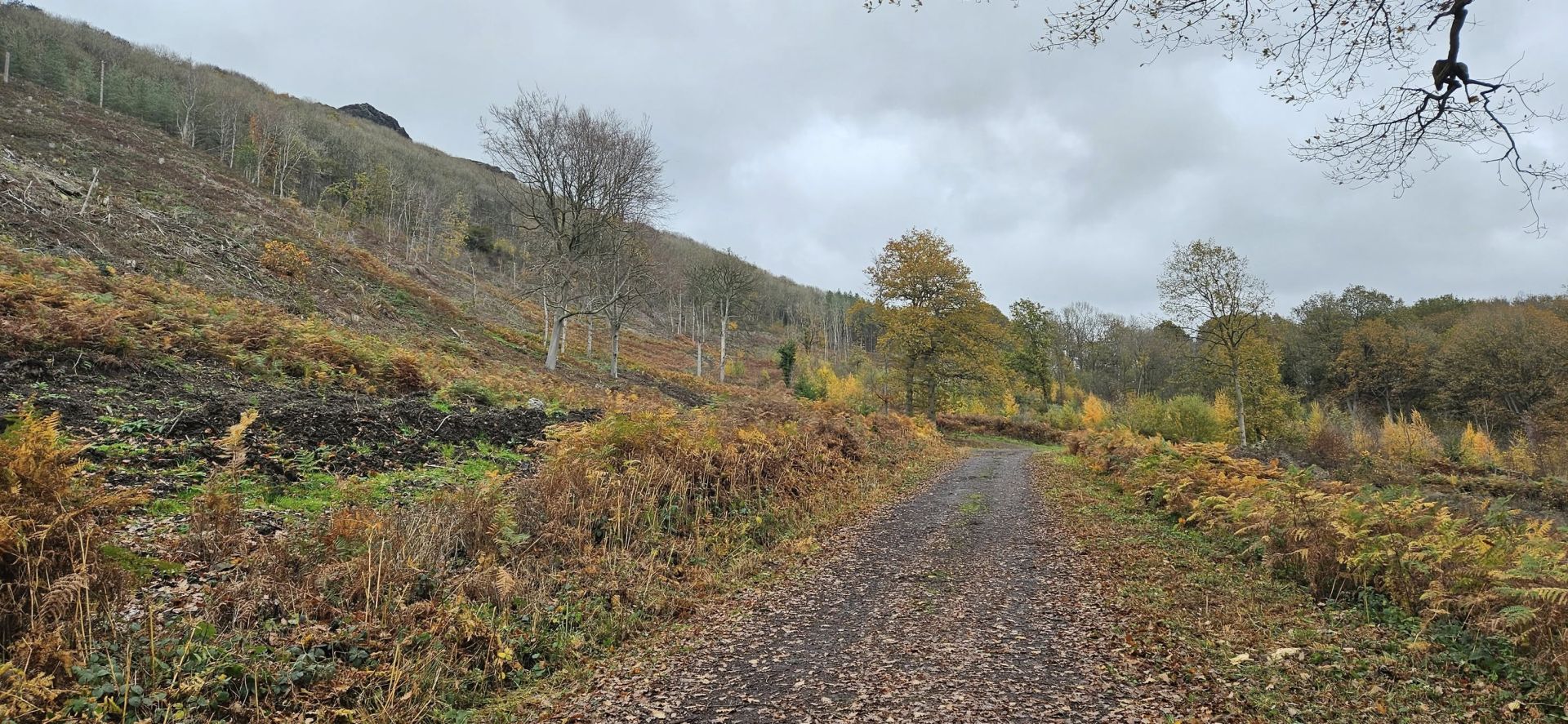 Broad forest tracks under The Wrekin